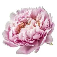 A flower gently pink peony isolated on white background, generate ai photo