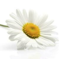 Daisy flower isolated on white background as package design element, generate ai photo