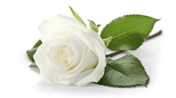 white rose with leaf isolated on white background, generate ai photo