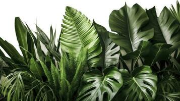 Tropical leaves foliage plant jungle bush floral arrangement nature backdrop isolated on white background, clipping path included, generate ai photo