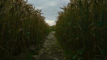 Path In Middle Of Wheat Crop. video