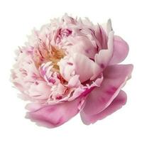 A flower gently pink peony isolated on white background, generate ai photo