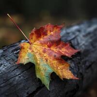 autumn maple leaves in a row, vivid colors, panorama illustration on black background photo
