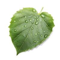 Verdant green leaf with water drops isolated on white background, generate ai photo