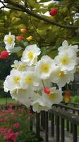 Chinese Suzhou garden, yellow red white begonia flower, petals high definition, detail, full of flowers, beautiful, background clearly visible white fence and windows, generate ai photo