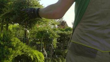 profesional jardinero disfrutando su plantas por conmovedor ellos mientras caminando. lento movimiento imágenes video