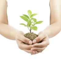Environment Earth Day In the Tree plant in woman hand isolated on white background. Forest conservation concept, concept eco earth day. Saving the environment, ecology concept, generate ai photo