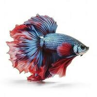 Betta fish isolated on white background, generate ai photo