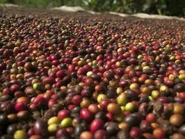 etíope rojo y verde café cerezas acostado a seco en el Dom. esta proceso es el natural proceso. buena zuria, Etiopía, generar ai foto