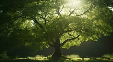 a large tree with bright sun rays, in the style of pastoral charm, dark green and light green, quietly poetic, combining natural and man made elements, generat ai photo