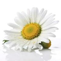 Daisy flower isolated on white background as package design element, generate ai photo