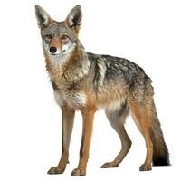 Jackal isolated on white background, generate ai photo