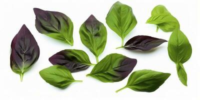 Green basil leaves with Clipping paths, full depth of field. Fresh red basil herb leaves isolated on white background. Purple Dark Opal Basil. Focus stacking, generate ai photo