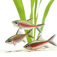 Tetras isolated on white background, generate ai photo