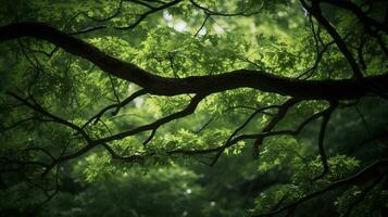 Earth Day and World Environment Day, Spring, Tropical tree leaves and branch with beautiful green forest background, generate ai photo