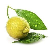 Citrus Lemon leaf with water drops isolated on white background, generate ai photo
