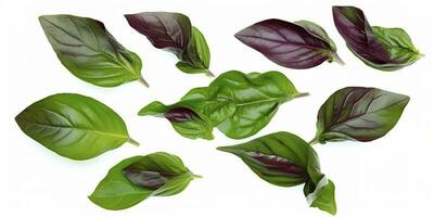 Green basil leaves with Clipping paths, full depth of field. Fresh red basil herb leaves isolated on white background. Purple Dark Opal Basil. Focus stacking, generate ai photo