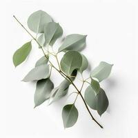 Eucalyptus branch isolated on white background. Flat lay, top view. floral concept, generate ai photo