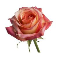 Fresh beautiful rose isolated on white background with clipping pat, generate ai photo