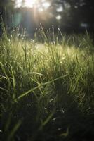 a close up of grass with dew drops on it and a blurry background of the grass and the sun shining through the drops of the grass on the grass is a sunny day light. photo