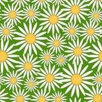 Seamless pattern with daisies on a white background. Vector illustration.