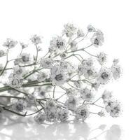Gypsophila flowers isolated on white background, generate ai photo