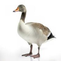 Goose isolated on white background, generate ai photo