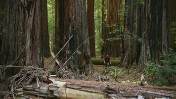 backpacking i de redwoods nationell parkera video