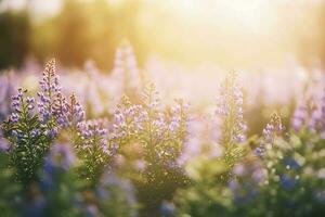 Erica Flower Field, Summer Season, Bokeh Effect , generate ai photo