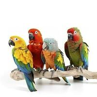 parrots isolated on white background, generate ai photo