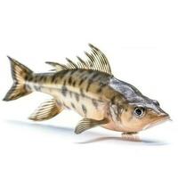 Corydoras catfish isolated on white background, generate ai photo