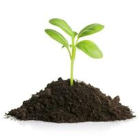 Green sprouts growing out from soil isolated on white background, Young plant of pomelo in soil humus on a white background, earth day concept, ecology concept, generate ai photo