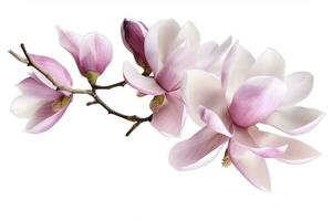 pink magnolia on transparent background , generate ai photo