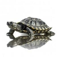 Turtle isolated on white background, generate ai photo