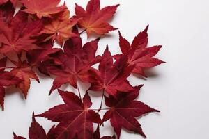 red maple leaves isolated on white background, generate ai photo