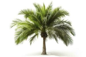 green palm tree isolated on white background , generate ai photo