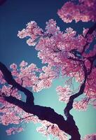 Spring time cherry blossom sakura tree photo