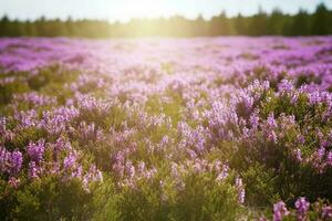 Erica Flower Field, Summer Season , generate ai photo