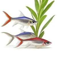 Tetras isolated on white background, generate ai photo