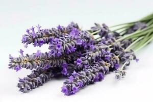 hermosa lavanda flores en blanco fondo, generar ai foto