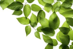 rama con Fresco verde hojas . eco concepto , generar ai foto