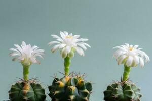 Close up fullboom flower of cactus photo