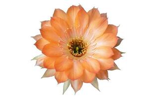 Close up fullboom flower of cactus photo