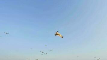 gregge di gabbiani volante e volo a vela nel il chiaro cielo video