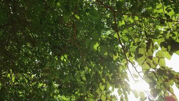 reflexión de luz de sol esclarecedor Fresco verde árbol hojas en verano video
