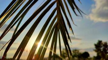 Shining Sunset Through the Swinging Palm Leaves video