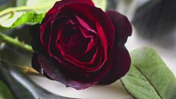 romantisch rood roos in mist nevels in zwart achtergrond filmmateriaal. video