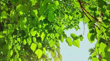 riflessione di luce del sole illuminante fresco verde albero le foglie nel estate video