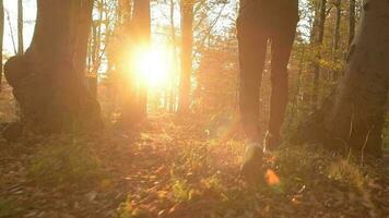 fallen Laub Landschaft und Sonnenuntergang. kaukasisch Läufer im ein Wald. schleppend Bewegung Aufnahmen video