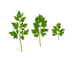 Set of parsley leaves isolated png